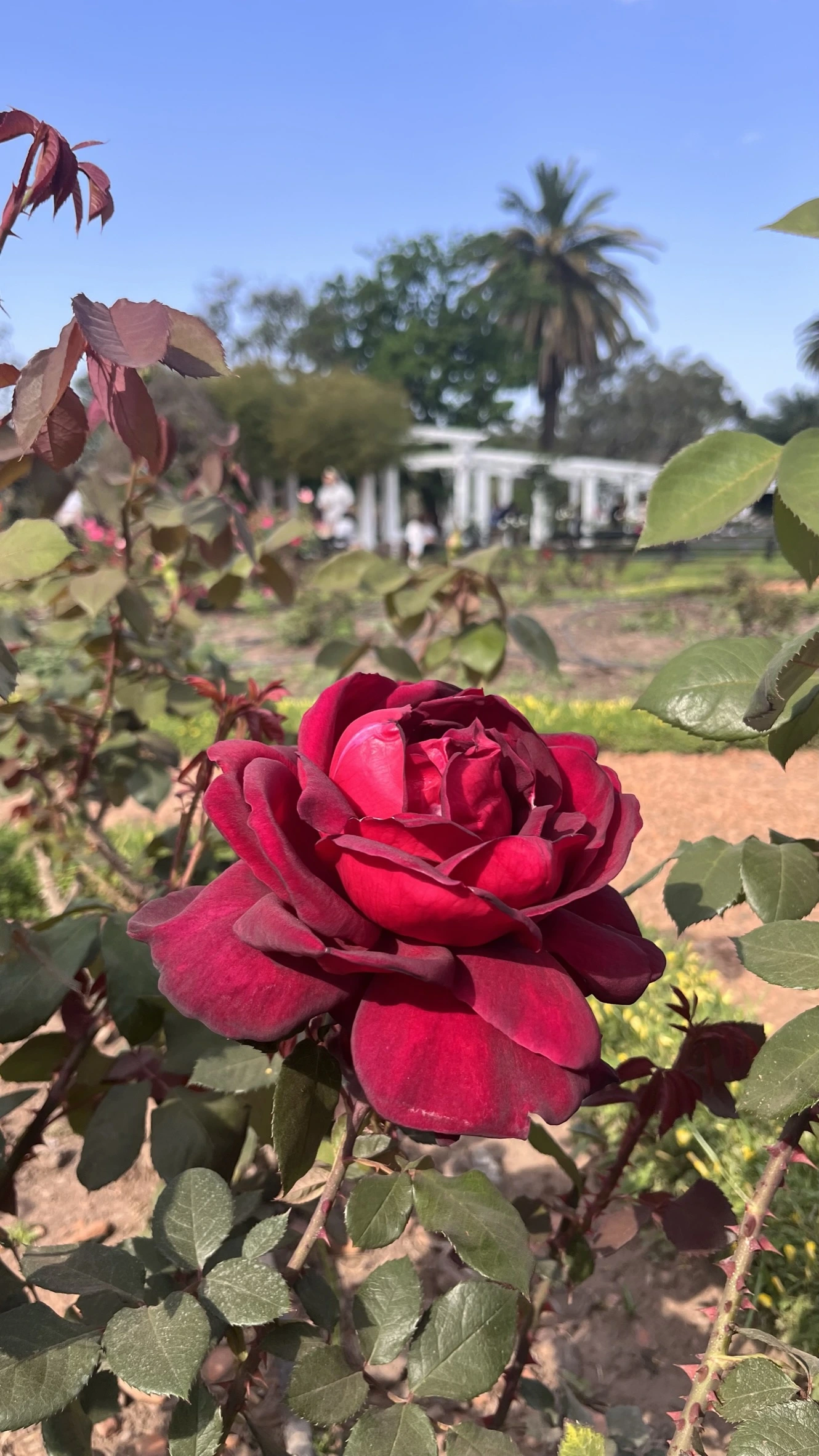 Rosedal em Palermo, Buenos Aires