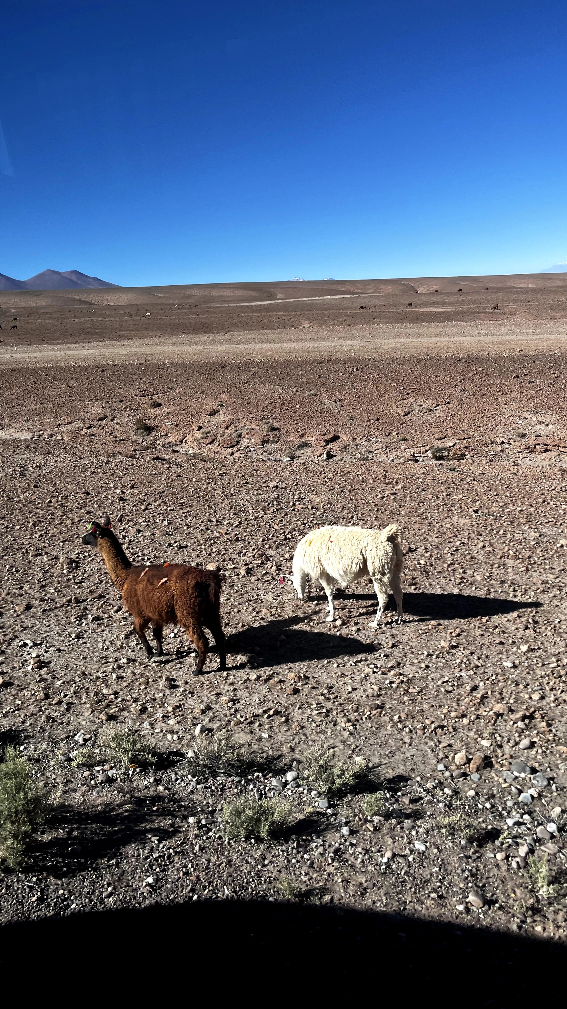 Cruzando de Ônibus o Deserto do Atacama
