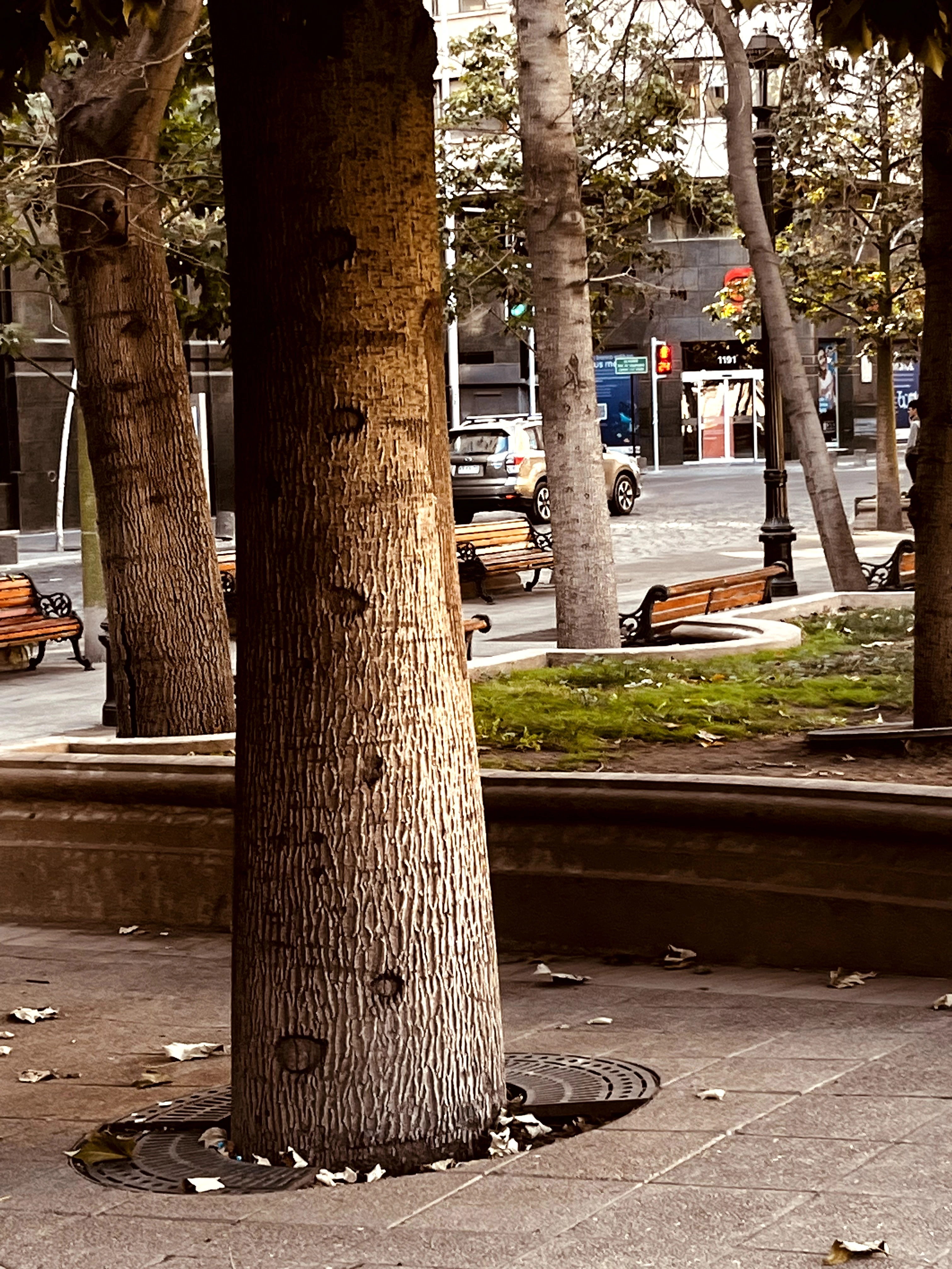 Marcas de Canhão em uma árvore de Santiago, Chile